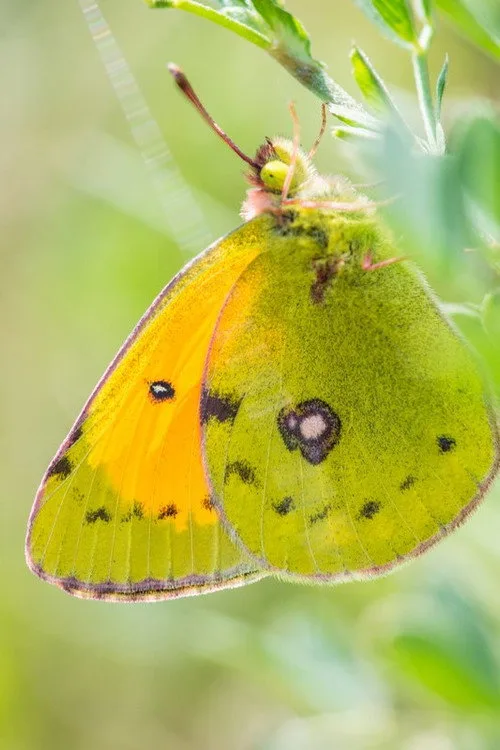 A Butterfly's Tale