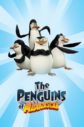 Madagaskar Penguenleri
